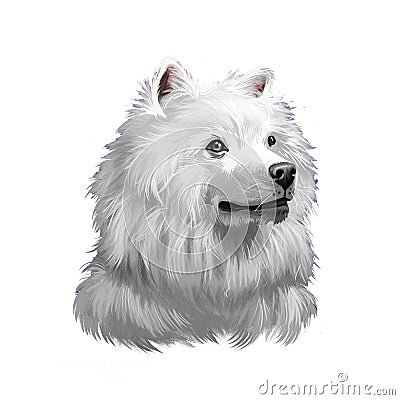 American Eskimo Dog digital art illustration isolated on white. Eskimo Spitz German Spitz. Eskie of miniature size Cartoon Illustration