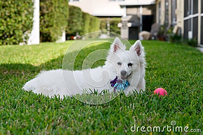 American Eskimo Stock Photo