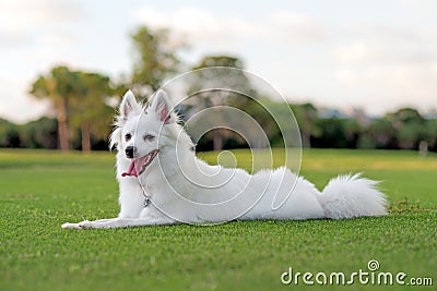 American Eskimo puppy Stock Photo