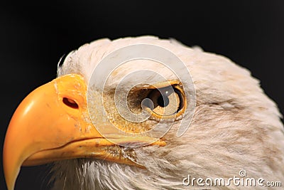American fish eagle