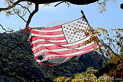 American Flag Grabbing a Branch Stock Photo