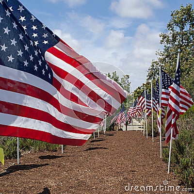 American flags. Memorial Day, Independence Day and Veterans Day Stock Photo