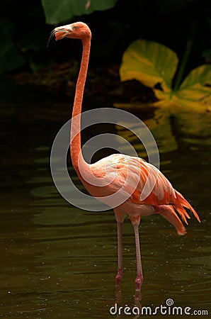 American Flamingo Stock Photo