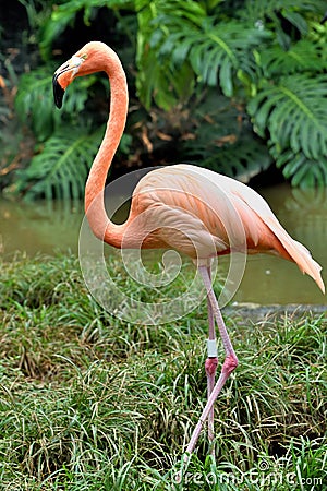 American Flamingo Stock Photo