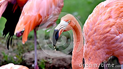 American flamingo, orange/pink plumage, Oklahoma City Zoo and Botanical Garden Stock Photo