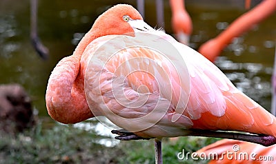 American flamingo, orange/pink plumage, Oklahoma City Zoo and Botanical Garden Stock Photo