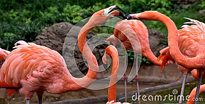 American flamingo, orange/pink plumage, Oklahoma City Zoo and Botanical Garden Stock Photo