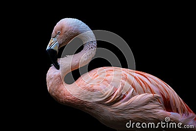 American flamingo Phoenicopterus ruber, isolated on black background. Large species of flamingo also known as the Caribbean Stock Photo