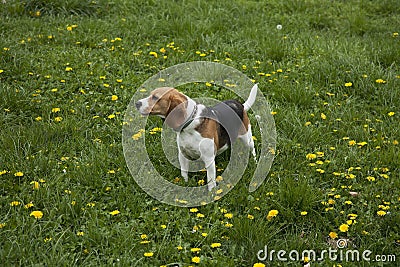 American foxhound dog Stock Photo