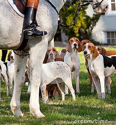 American Foxhounds before a hunt Stock Photo