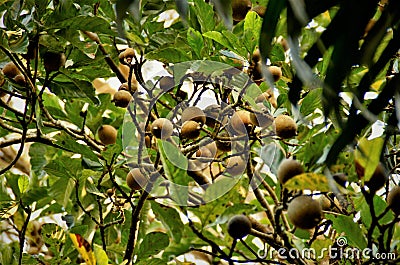 American Genipa branch full of fruits in the city park Stock Photo