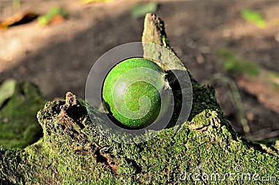 An American Genipa on the trunk full of Bryophytes in the forest Stock Photo