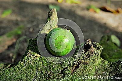 An American Genipa on the trunk full of Bryophytes in the forest Stock Photo