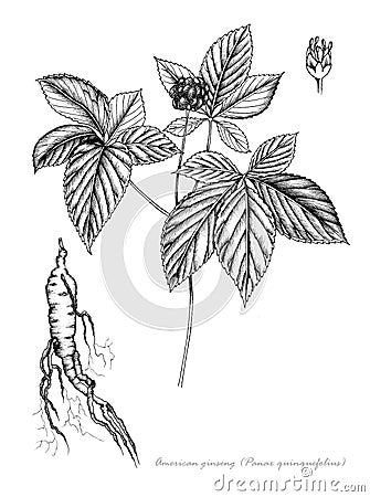 American ginseng Stock Photo