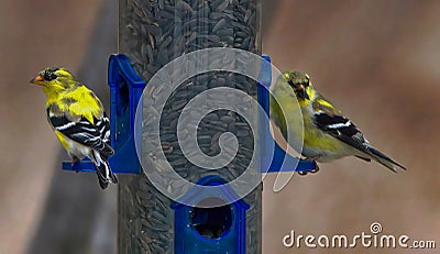 American gold finches on bird feeder Stock Photo