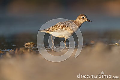 American golden plover resting at seaside Stock Photo