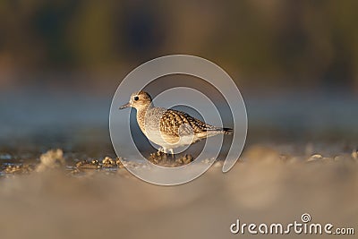 American golden plover resting at seaside Stock Photo