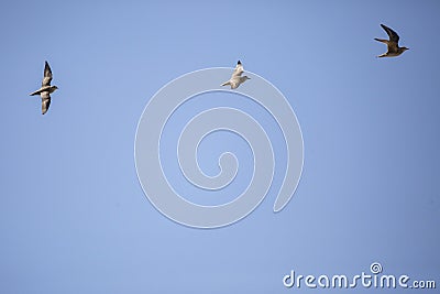 American Golden Plovers Stock Photo