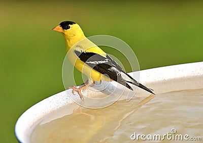 American Goldfinch Stock Photo