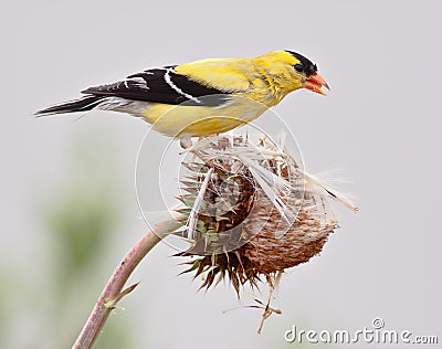 American Goldfinch Stock Photo