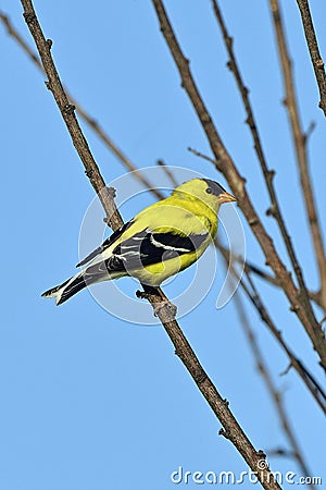 American Goldfinch Stock Photo