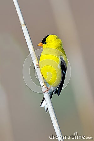 American Goldfinch Stock Photo