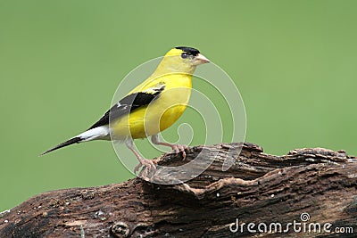 American Goldfinch Stock Photo