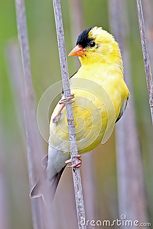 American Goldfinch Stock Photo