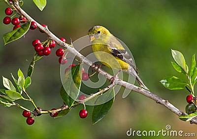 American Goldfinch Stock Photo