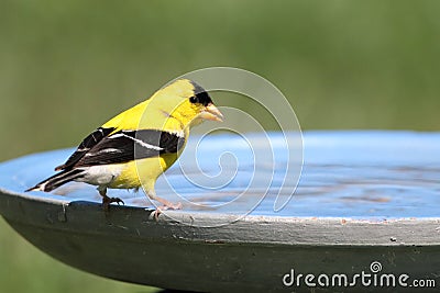 American Goldfinch (Carduelis tristis) Stock Photo