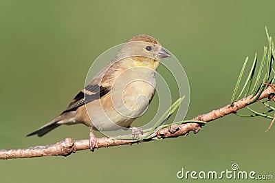 American Goldfinch (Carduelis tristis) Stock Photo