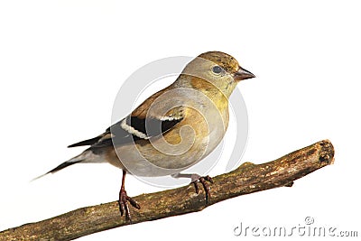 American Goldfinch (Carduelis tristis) Stock Photo