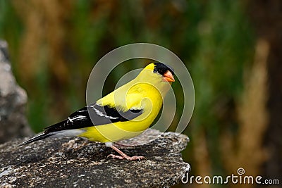 American goldfinch Stock Photo