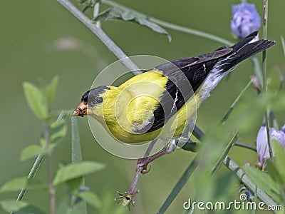 American Goldfinch Feeding Stock Photo