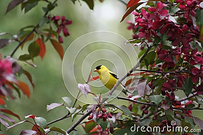 American Goldfinch in a Flowering Crabapple Tree Stock Photo