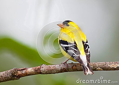 American Goldfinch male Stock Photo