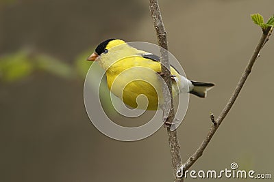 American Goldfinch Stock Photo