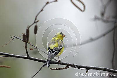 American Goldfinch Molts 700123 Stock Photo