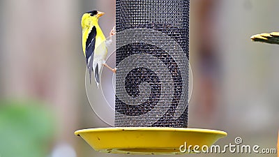 American Goldfinch on Nyger Thistle Seed Bird Feeder Finch Birds Yellow Stock Photo