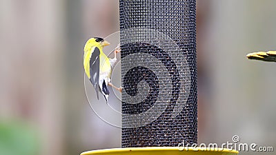 American Goldfinch on Nyger Thistle Seed Bird Feeder Finch Birds Yellow Stock Photo