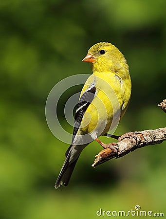 American Goldfinch Stock Photo