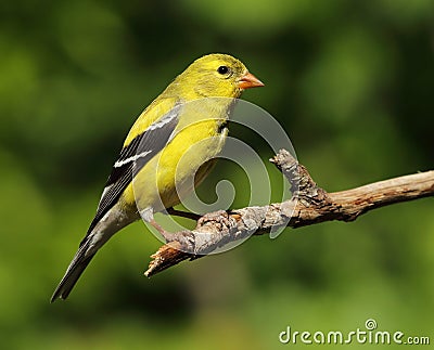 American Goldfinch Stock Photo