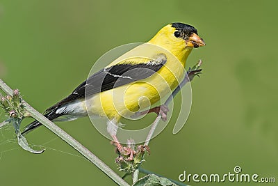 American Goldfinch Stock Photo