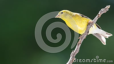 American Goldfinch Resting on a Tree Branch Stock Photo