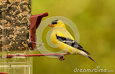 American Goldfinch(Spinus tristas) Stock Photo