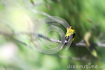 American goldfinch Spinus tristis in Dreamlike Muted Surroundings Stock Photo