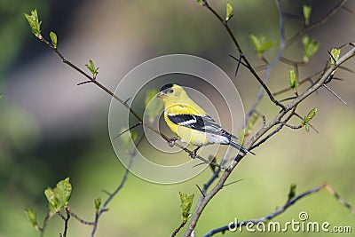 American goldfinch (Spinus tristis) Stock Photo