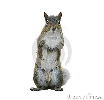 American Gray Squirrel Stock Photo