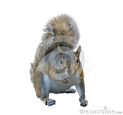 American gray squirrel on white background Stock Photo