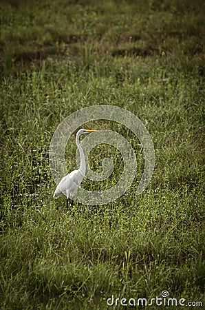 Great Egret fishing in shallows Stock Photo